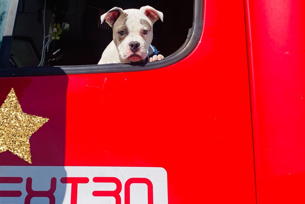 Career In Trucking You Can Bring Your Pet To Work